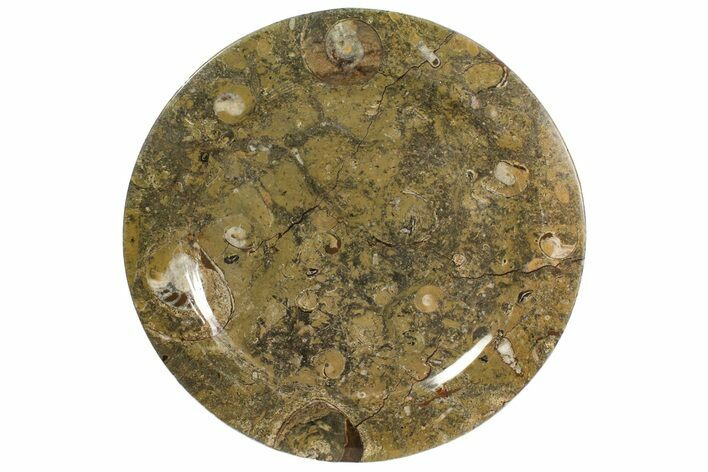Fossil Orthoceras & Goniatite Round Plate - Stoneware #139504